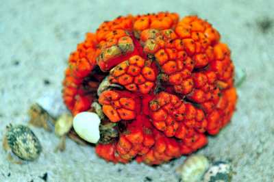 Equatorial Fruit, Eaten by Hermit Crabs