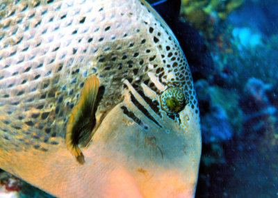 Yellowmargin Triggerfish (Pseudobalistes flavimarginatus) Eye