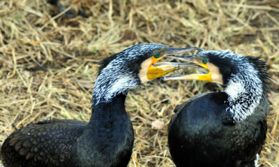 Cormorant Fighting
