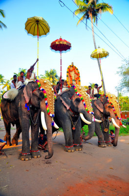 Rich Elephants' Parade