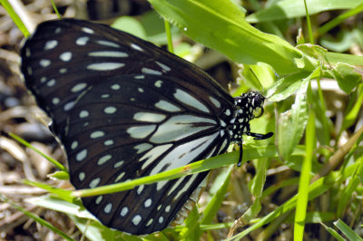 Manado Butterfly