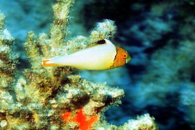 Parrotfish Juvenile 