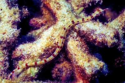 Pipefish on Dead Coral