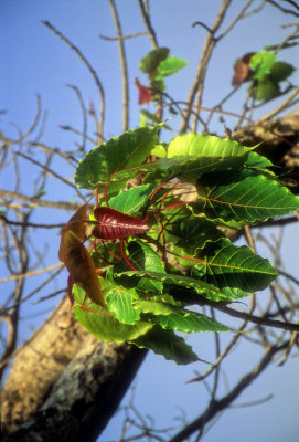 Leaves of a Tropical Heaven