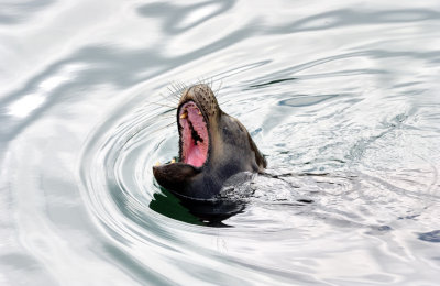 The Call of the Sea Lion