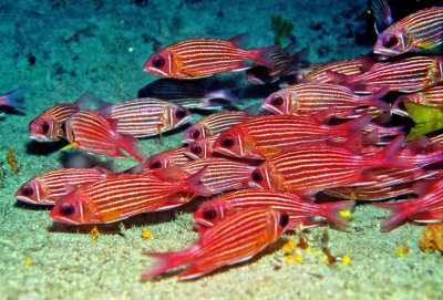 Red Squirrelfish, 'Sargocentron hastatum,