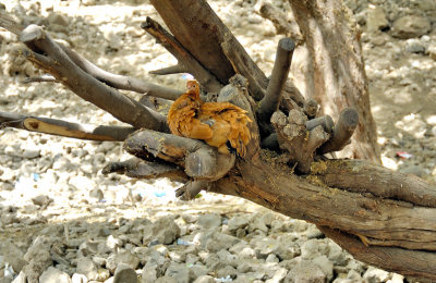 Chicken on a Dead Tree on a River Bed
