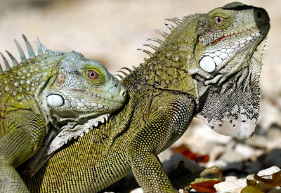 Love of Iguanas