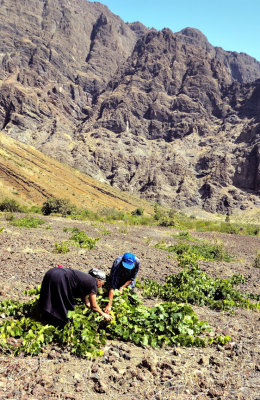 Harvesting the Grapes for theFogo Wine: No More