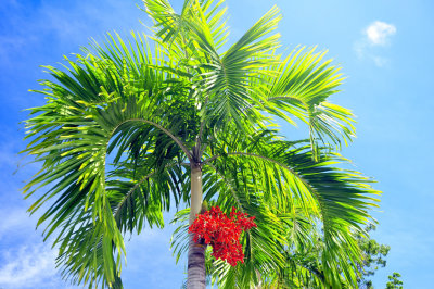 The Fruits of The Palm Tree
