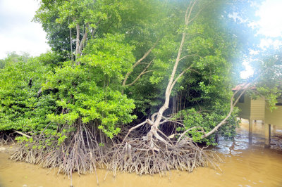 Mangrove of Dreams