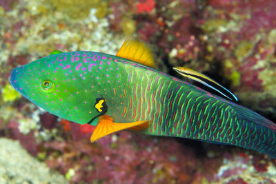 Two Wrasses 