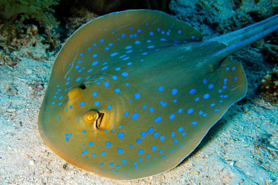 Spotted Stingray 