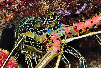 Lobster of the Rainbow 