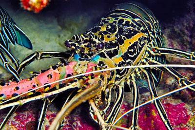 Maledivian Lobster 