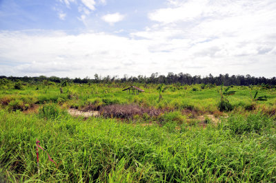 Fields of Borneo