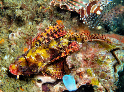 Yellow Spotted Lionfish