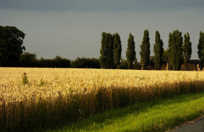 Summer Fields of England