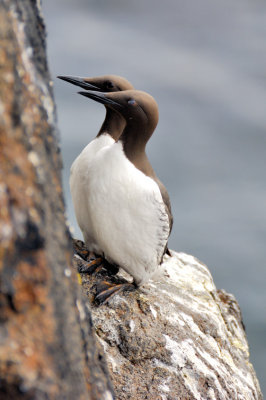 Eyes of the Guillemots