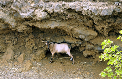 Lonely Goat In Lava Bubble Corral