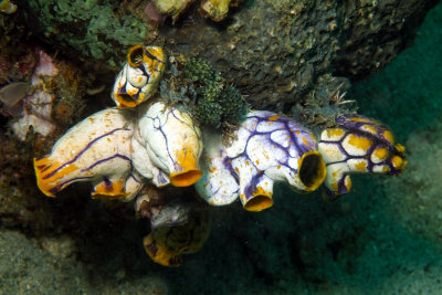 Colourful Big Tunicates 