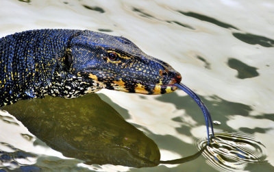 Monitor Lizard Sensing The Water With Tonge