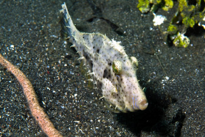 Filefish Frontal