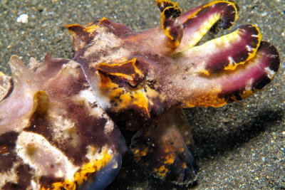 Cuttlefish Head 