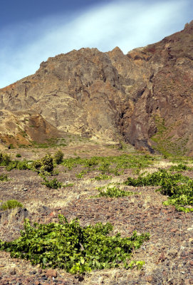 Fogo Volcano Vineyards, Now Lost Forever