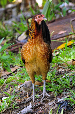 Borneo Chicken, With Chick