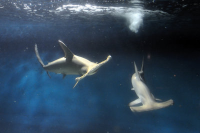 Hammerheads