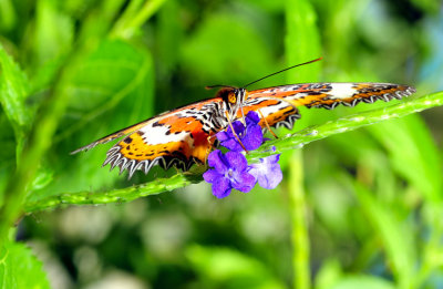 Malay Lacewing 'Cethosia hypsea' Frontal