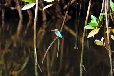 Kingfisher on Mangrove