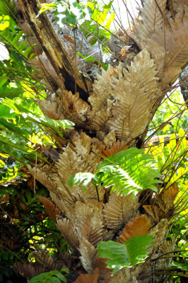 Tree on Equatorial Jungle