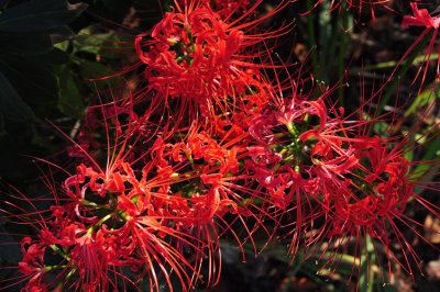 The Fiery Flowers of Autumn