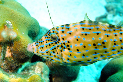 Filefish Eating 