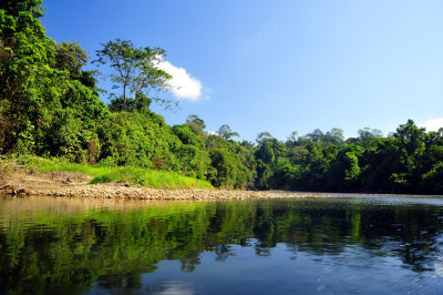 A Rare Surviving Patch of Borneo Forest