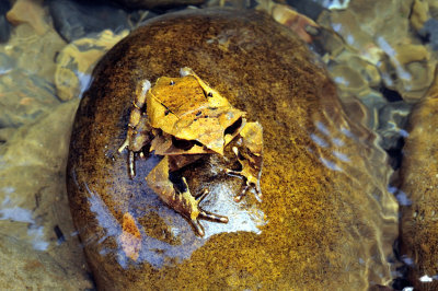 Bornean Horned Frog