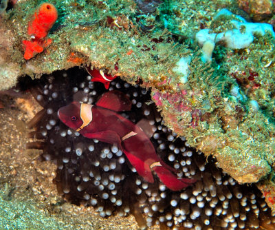 Red Anemonefish in Anemone 