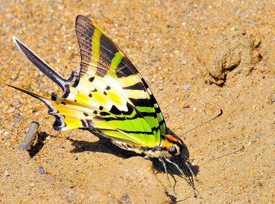 Beautiful Swallowtail Butterfly - Male 'Graphium antiphates'