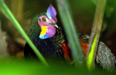 Bali Chicken