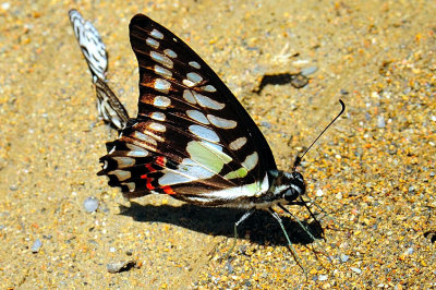 BB-Beautiful Butterfly