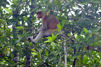 RASTAPOPOULUS : Proboscis Monkey