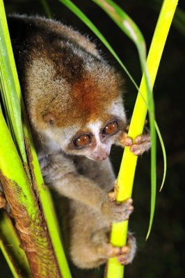 Slow Loris: My Dream Come True