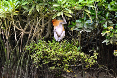 Proboscis Looking at Mangrove