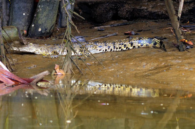 Small Crocodile in the Mangrove