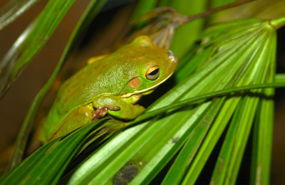 Bali Tree Frog