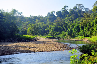 Borneo River