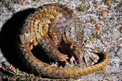 Pangolin's Slow Wake Up