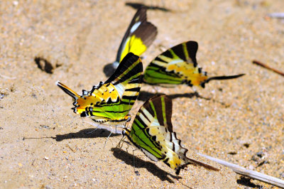 Swallowtails Gathering